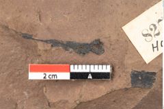Foto (Detailsansicht) von Quercus palaeoilex Ettingshausen (NHMW-GEO-2024-0188-0827)